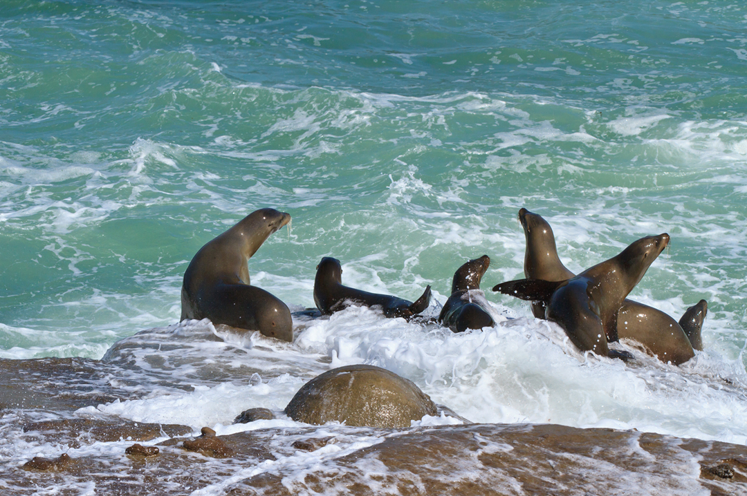 Sea Lions at La Jolla Cove, California